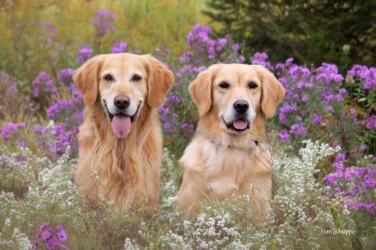 Dog Training Fond du Lac County Kennel Club